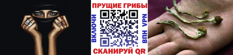 где найти наркотики  Власиха  Псилоцибиновые грибы мицелий 